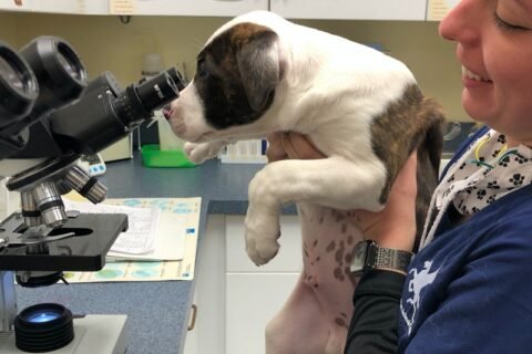 vetanimal - Микроскопическое исследование