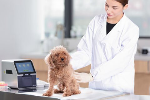 vetanimal - Биохимический анализ