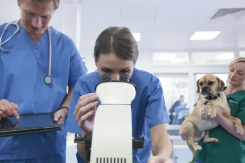 vetanimal - Биохимический анализ