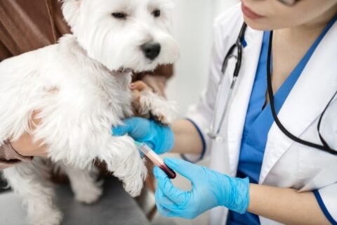 vetanimal - Анализ крови