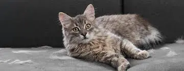 выпадение шерсти у кошек