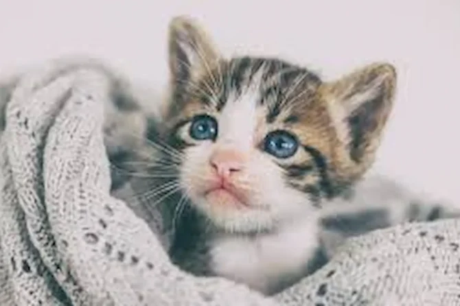 Котенок с завязанными глазами