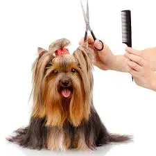 Важность ухода за собаками