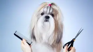 Важность ухода за собаками