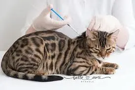 Вакцина от бешенства для кошек