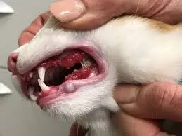 гингивита у кошек