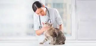 Гингивит у кошек: симптомы и лечение