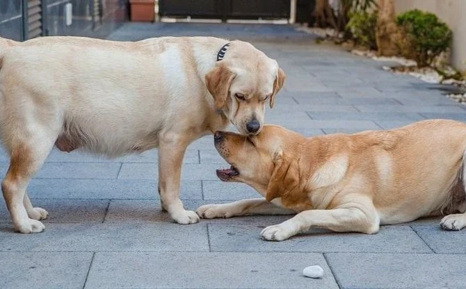 Какие признаки беременности у собак?