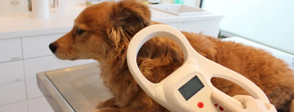 Микрочип,Тест на титрацию антител к бешенству,Что такое паспорт домашнего животного,