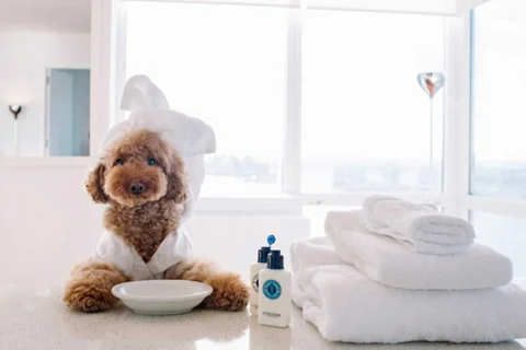 Отель для животных,Зоогостиница