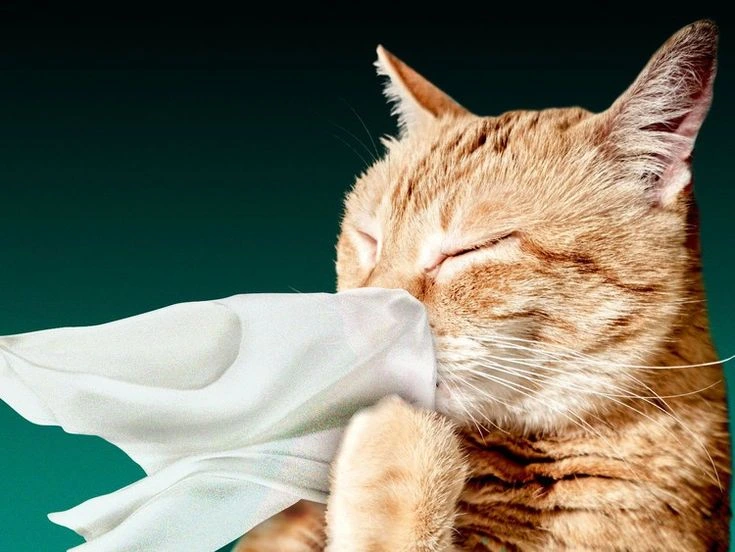 Кашель у кошек
Хрипы в дыхательных путях у кошек
Выделения из носа у кошек
Чихание кошек
Астма кошек