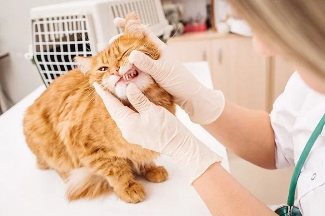 Стоматит у кошек: Проблемы ротовой полости и их решение