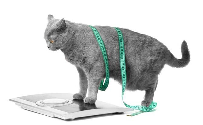 Липидоз печени у кошек: причины, симптомы и лечение