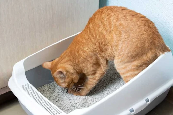 Понос у кошки: что делать, чем лечить и когда пора к врачу?