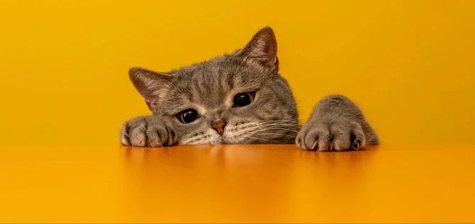 Кашель у кошек: симптомы и методы лечения