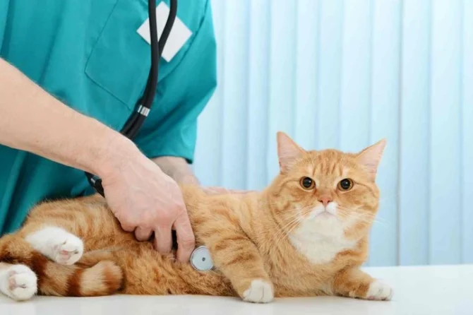 Болезни печени у кошек: симптомы и лечение