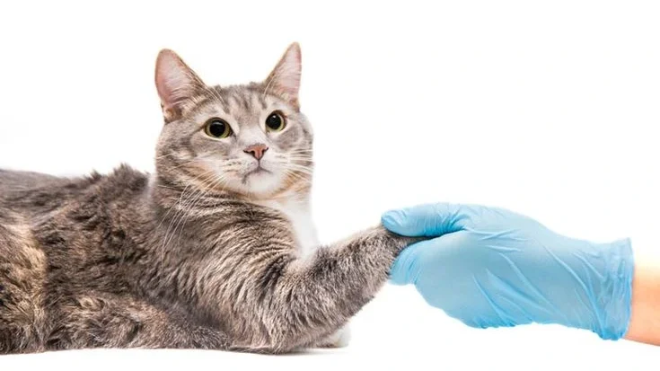 Стерилизация кошек
Кастрация кота
Кастрация  кошек
Течка у кошки
Течка у  кошек
период течки у кошек 
период течки у  котов