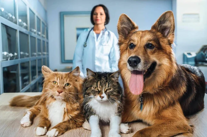 Profilaktik Baxım və Peyvəndlər: Ev Heyvanlarının Sağlamlığında Əsas Addımlar