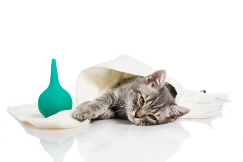 klizma,it-pişik klizma,it-pişik qəbizlik,vetanimal