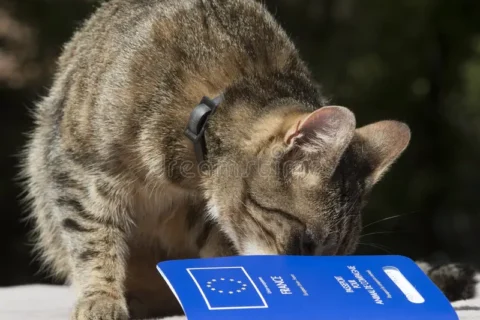 heyvanlar üçün passport,vetanimal passport,vetanimal pasport,it pişik passport