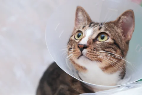 heyvanlarda yara baxımı,heyvanlarda yara sarğısı,itlerde yara baximi,tlərdə yara baxımı,pisiklerde yara baximi,pişiklərdə yara baxımı