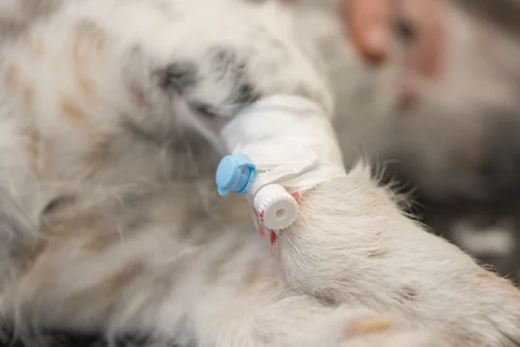 heyvanlarda vazofiks,heyvanlarda təhlükəsiz sistem köçürülməsi,tlərdə təhlükəsiz sistem köçürülməsi,pişiklərdə təhlükəsiz sistem köçürülməsi