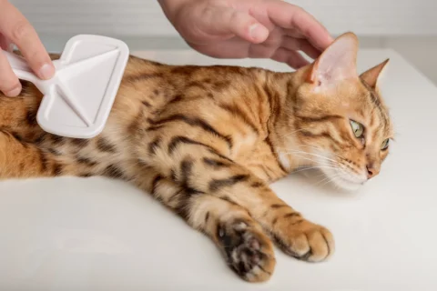 bit birə dərmanı,bit dərmanı,birə dərmanı,itlər üçün bit birə dərmanı,bit birə preparatları,pişiklər üçün bit birə dərmanı,pisikle ucun bit bire dermani