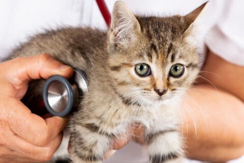 pet clinic prevention2