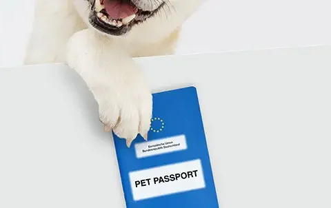 heyvanlar üçün passport,vetanimal passport,vetanimal pasport,it pişik passport