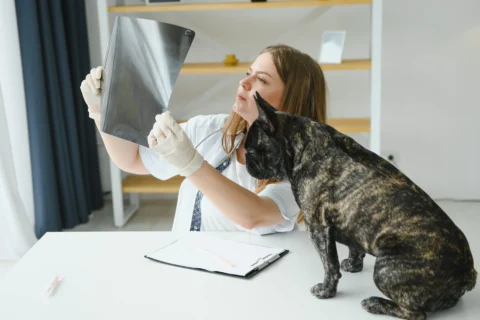 rentgen,rentgen ilə müayinə heyvanlar üçün,heyvanların müayinəsi,heyvanların muayinesi,rentgen ile muayine heyvanlar ucun