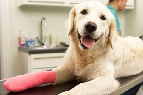 vetanimal - ümumi analiz