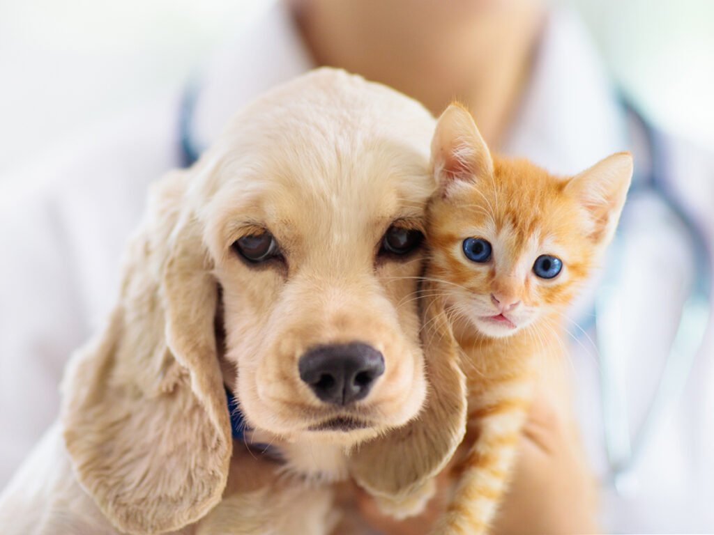 Yarrah-dog-cat-vet-2