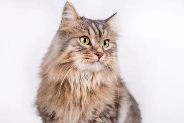 Pişiklər və İtlər üçün Hipoalerjenik Yemək