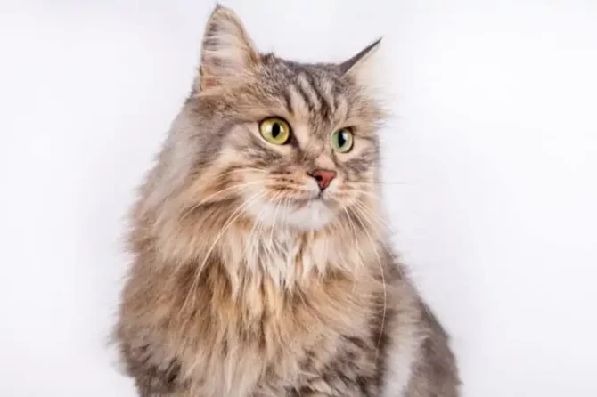 Pişiklər və İtlər üçün Hipoalerjenik Yemək