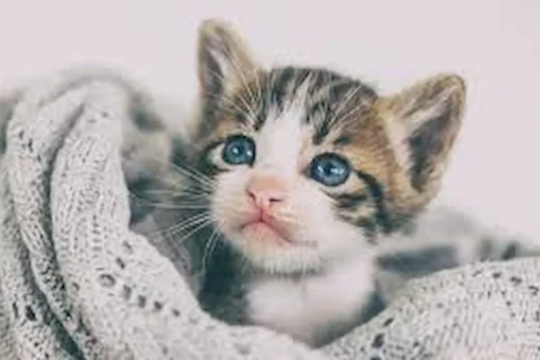 Gözləri Tutulmuş Pişik Balası