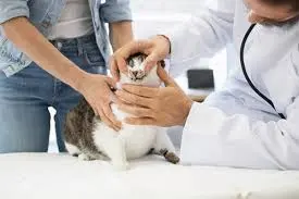 Pişiklərdə Diş Əti İltihabı