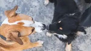 itlərdə cinsi yolla keçən xəstəliklər