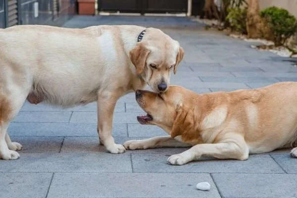 İtlərdə Hamiləlik Əlamətləri Hansılardır?