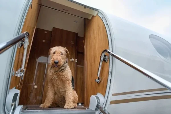 Evcil Heyvan Pasportu Nədir?