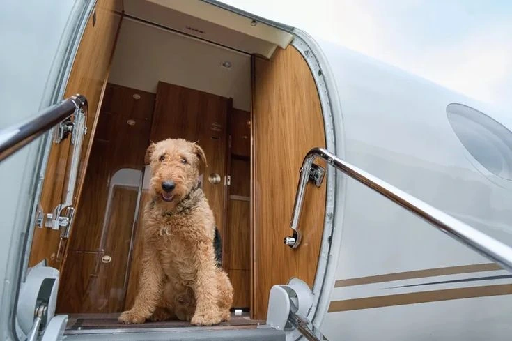 heyvan pasport,evcil heyvan pasport,quduz titrasiya testi ,heyvan pasportunun kecerlilik muddeti,heyvanlar ucun beynelxalq pasport