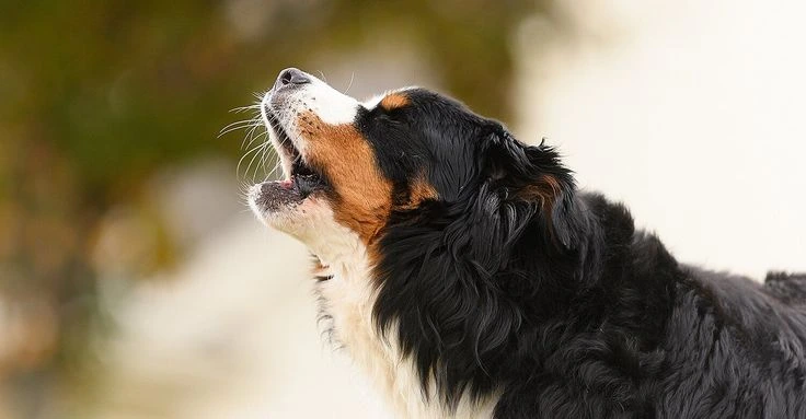 İtlərdə tez-tez nəfəsalma
   İtim sürətli nəfəs alır 
    İtlərdə təngnəfəslik 
  İtlərdə ağır nəfəs alma
itlərdə istivurma əlamətləri, itlərdə ürək xəstəliyi, it niyə tez-tez nəfəs alır, itlərdə öskürək və xırıltı.
