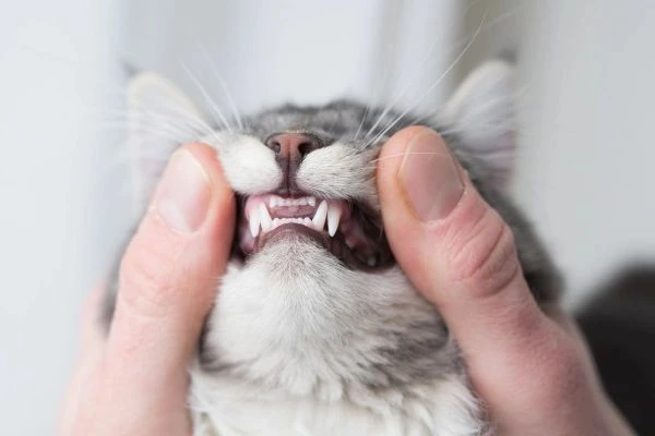 pişiklərdə ağız boşluğu 
ağız yarası 
stomatit 
diş əti iltihabı 
gingivostomatit 