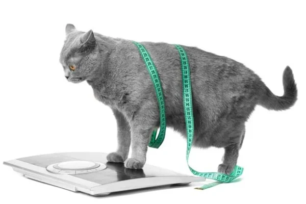 Pişiklərdə hepatik lipidoz və obezlik riski