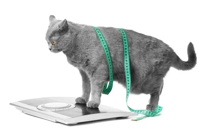 Pişiklərdə hepatik lipidoz və obezlik riski