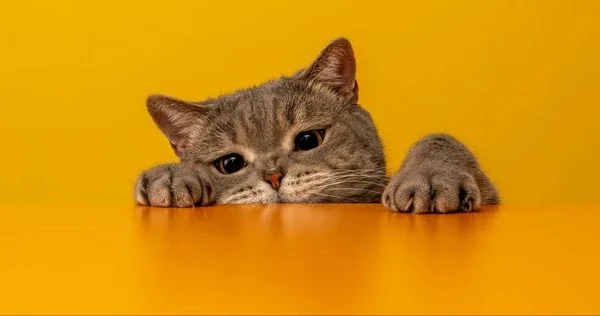 Pişiklərdə öskürək: əlamətləri və müalicə üsulları