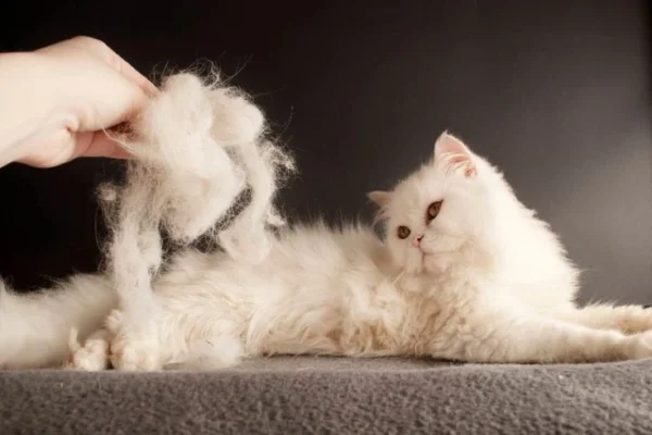 Pişiklərdə tük problemləri və qarşısının alınması yolları