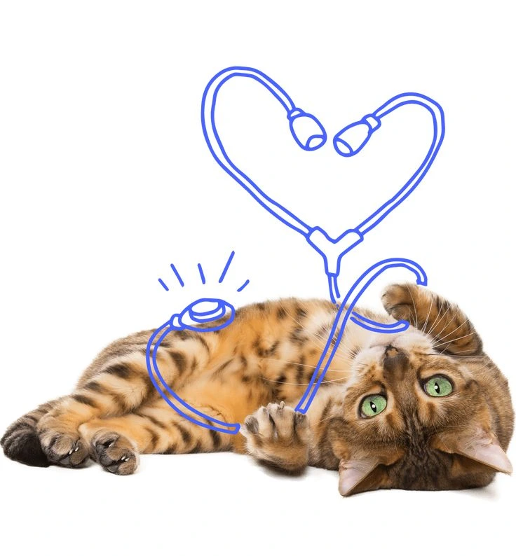 pişiklərdə qaraciyər problemi 
pişiklərdə qaraciyər 
Hepatopatiya
Pişiklərdə sarılıq
Hepatopatiya
Hepatik lipidoz
 
