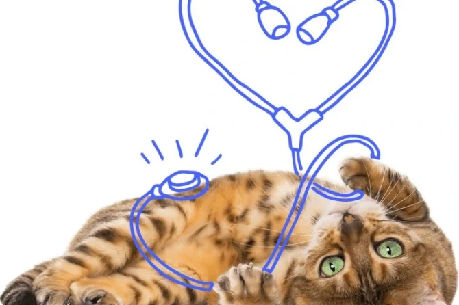 🐾 VetAnimal Vet Klinikası – Sağlamlıq, qayğı və güvənin ünvanı